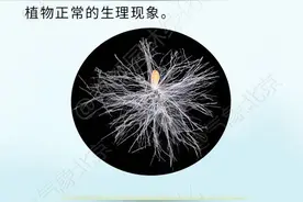 北京发布今年首个杨柳飞絮预报，一图了解图片