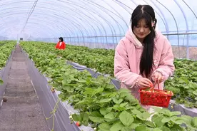 新县：特色采摘丰收忙 乡村旅游实在旺图片