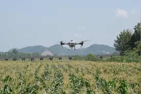 走进遂宁“三抢”现场③|“种、管、收”全程机械化 这片玉米地每亩省下成本超3成图片