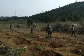 溆浦县兰岗山国有林场:以党建为抓手 固筑绿色长城图片