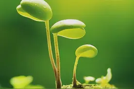 立春，我们不止遇见春天，还有崭新的明天！图片