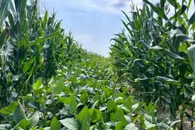 华亭：复合种植实现“一地双收”图片