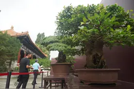 海派、苏派盆景“进京”，景山公园寿皇殿联展图片