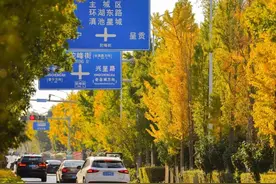 昆明赏银杏 这些地方坐地铁就能到达图片