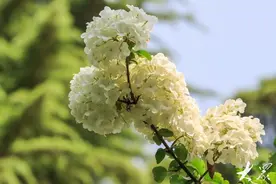 山东好景｜百花公园赏瑶芳图片