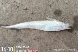 最新发现，它在济南境内现身了图片