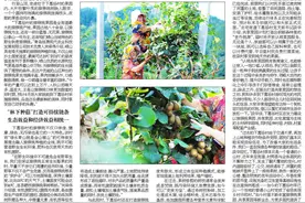 北宅街道下葛场村：种植猕猴桃 致富路更宽图片