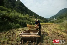 难得一见的农村珍贵画面，农村最原始的稻谷收割方式你见过吗？图片