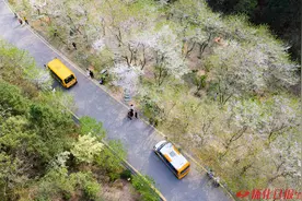 福地怀化·浪漫季｜大美怀化：中坡山国家森林公园迎来“醉美”樱花季图片