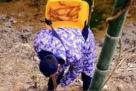走起！去浏阳大围山挖冬笋图片