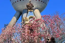 错过等一年的春日限定机位！魔都四件套下的玉兰花开了→图片