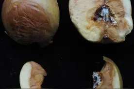 最新研究进展来了！“果菌王”已在中科院昆明植物研究所完成DNA检测图片