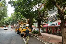 福州一路段行道树“头发”被剃光！部门：根须过长影响通行图片