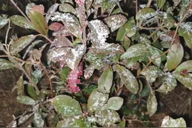 刚刚！福州下雪了！福建接下来更冷！图片