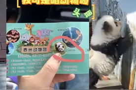 把松狮染成“熊猫犬”，动物园不带这么引流的 | 新京报快评图片