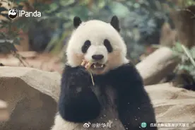 逃不出“熊掌心”！大熊猫北辰的九连拍图片
