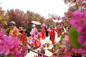 河北定州：千亩海棠花开“醉”游人图片