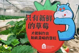 盒马爆款草莓盒子蛋糕的背后，也有松江草莓的一份力！图片