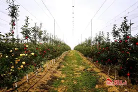 甘谷苹果荣获甘谷县农产品领域首张有机认证名片图片