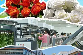 持续“开挂”！云花提质“美丽经济”~图片