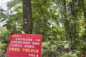 成都周边迎来挖笋热 问过主人吗？提醒：很多竹林有“主” 私挖竹笋要不得图片
