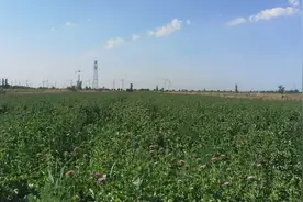 中药材水飞蓟在沧州盐碱地种植成功图片