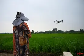 最牛“飞手”，是个农村大姐！用无人机守护稻田，大学生都来找她学技术图片