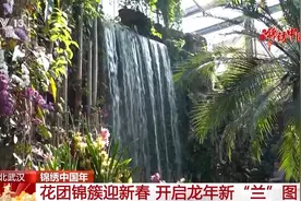 兰花抢占武汉“春节档”！武汉植物园赏花展惊艳亮相图片