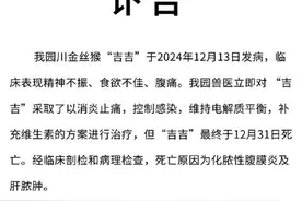 重庆动物园发布讣告：金丝猴“吉吉”不幸死亡图片