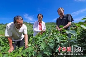 林果产业创新团队助力太行山区“老基地”新变化图片