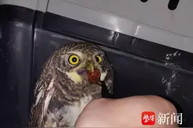 “萌禽”出没，句容警民携手救助受伤猫头鹰图片