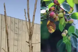 网购的“车厘子树苗”结了海棠果 网友：今年买的还是海棠图片