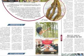 【惠州文脉·创想】惠东绿棋楠沉香生产标准即将发布实施，绿棋楠种植将有规范“说明书”图片