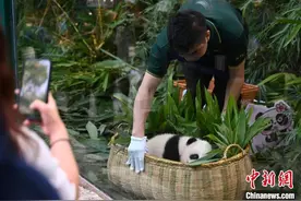长隆官宣大熊猫“萌二代”昵称“妹猪”图片