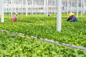 江苏省委一号文件解读⑤｜不断健全要素保障体系，五大路径构建支撑乡村振兴的“江苏模式”图片