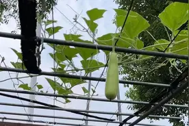 这种瓜，别吃！已有人中毒图片