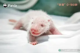 可爱！九图看完妹猪成长全过程图片