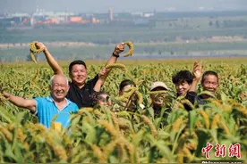 山西大同：有机旱作农业助农增收“钱”景旺图片