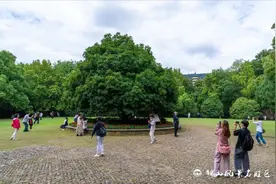 金陵桂花王开啦！快来灵谷景区闻香寻桂图片