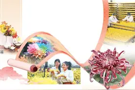 “汴”地菊花分外香（一朵花读懂一座城）图片