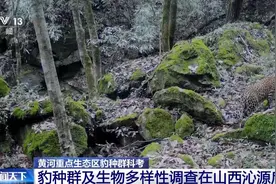 我国野生豹种群的“家”在哪？这场千里追豹之旅告诉你图片