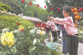 福州西湖金秋菊展吸引大批市民赏花秋游图片