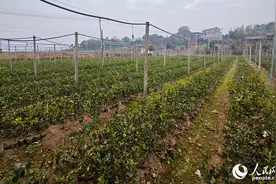 新春走基层｜小小油茶果“链”上大产业图片