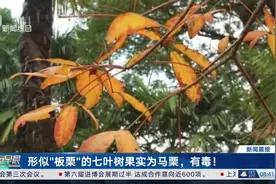 形似“板栗”的七叶树果实为马栗，有毒！视频封面