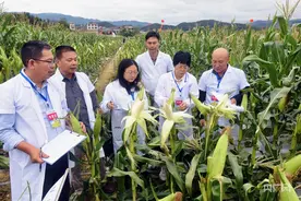 鲜食玉米哪里好？400个品种在福建展开“争霸赛”图片