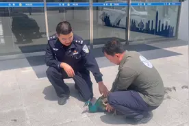 海岸警察支队前程派出所成功救助受伤蓝孔雀图片