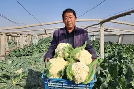 库尔勒：花菜飘香迎丰收图片