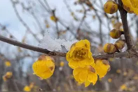 三行诗‖梅花图片
