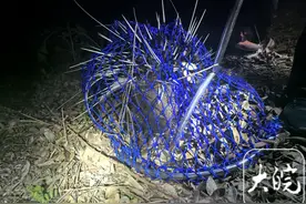 野生豪猪夜闯民宅 民警三小时智斗“不速之客”图片