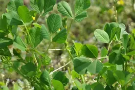 尝“鲜”季来了！但这五种野菜，不要吃→图片